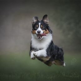 Ramsay - Australian Shepherd