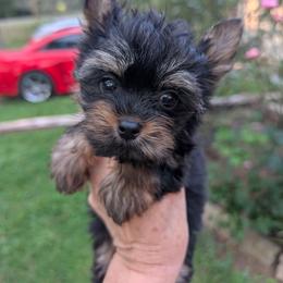 Pebbles - Black and tan female Yorkshire Terrier puppy in Gaylesville, Alabama from Sweet Alabama Yorkies