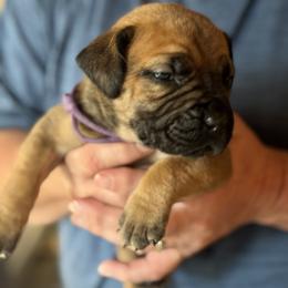 Purple collar female - Fawn female Boerboel puppy in Bon Aqua, Tennessee from Erickson Ranch Boerboels