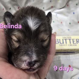 LITTLE Belinda Special Holiday Price Through Nov 30 - Sable and white female Shetland Sheepdog puppy in Houston, Texas from LaLa's Lilliputian Lassies