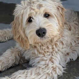 Australian Labradoodles from Loyal Heart Labradoodles