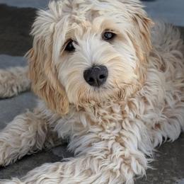 Australian Labradoodles from Loyal Heart Labradoodles
