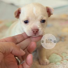 Haiku - Cream and white male Chihuahua puppy in Forsyth, Georgia from Brooks Grove Canines LLC