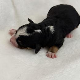 Boy 1 - Tri-color male Bernedoodle puppy in Toledo, Ohio from Avery Doodle Day LLC