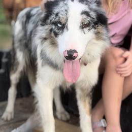 Border Collie All Grown Up from Lauren Stokes