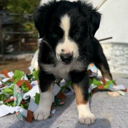Girl 4 - Black tri female Miniature Australian Shepherd puppy in Potosi, Missouri from Red Hawk Ranch