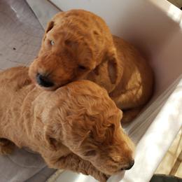 Poodle Puppies from Shiann Poodles