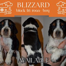 Blizzard - Tri-Roan male English Springer Spaniel puppy in Litchfield, Minnesota from Stormin Pine and Prairie Springers