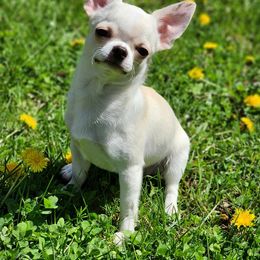 Chihuahua Puppies from Jamie's Chihuahuas