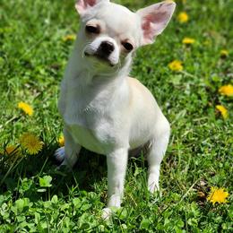 Chihuahua Puppies from Jamie's Chihuahuas