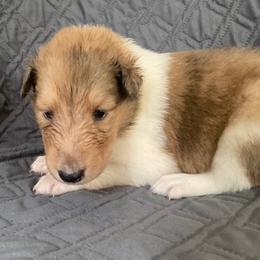 Rebecca - Sable merle and white female Collie puppy in Yulee, Florida from Three Collie Farm