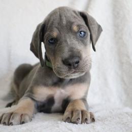 Sugar - Blue female Great Dane puppy in Edinburg, Texas from Chestnut Great Danes