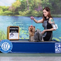 CH RGCH MBIS/MRBIS Goober - Yorkshire Terrier