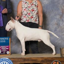 Bull Terrier puppies from Forever Young Bull Terriers