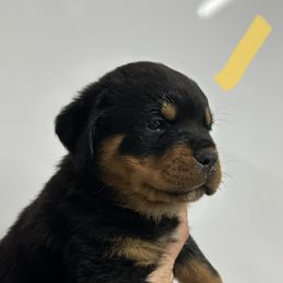 Yellow boy - Black and mahogany Rottweiler puppy in Lebanon, Oregon from SOUTH SANTIAM ROTTWEILERS