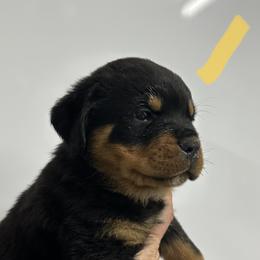 Yellow boy - Black and mahogany Rottweiler puppy in Lebanon, Oregon from SOUTH SANTIAM ROTTWEILERS