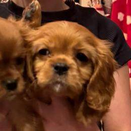 Baby - Ruby male Cavalier King Charles Spaniel puppy in Highland, Utah from The Furry Godmother Cavaliers