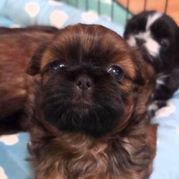 Flash - Red male Shih Tzu puppy in Waynesboro, Pennsylvania from Big Win Shih Tzus