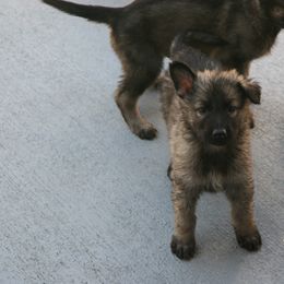 Shiloh Shepherd Puppies from Solace Shilohs