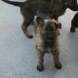 Shiloh Shepherd Puppies from Solace Shilohs