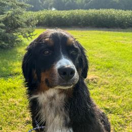 Dana - Bernese Mountain Dog