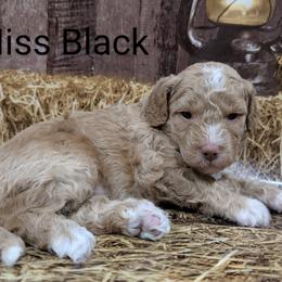 Miss Black - Red  female Goldendoodle puppy in Lebanon, Pennsylvania from Robertson's Retrievers and Doodles