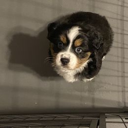 Miniature Australian Shepherd Puppies from Triple Branch Aussies