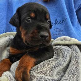 Loki - Black and rust male Doberman Pinscher puppy in China Township, Michigan from Snell's Superior Kennel Dobermann & GSP