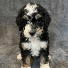 Conrad - Tri-color male Bernedoodle puppy in Battle Creek, Michigan from T-Rose’s Bernedoodle & Pomsky Puppies