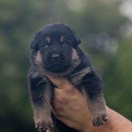 Green Tiedye Collar - Black and tan male German Shepherd puppy in Prospect, Connecticut from Di Massimo Canile