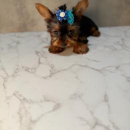 Cody - Black and gold male Yorkshire Terrier puppy in Maple Heights, Ohio from Yorkiesllc