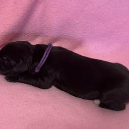 Purple collar female - Black female Great Dane puppy in Bullhead City, Arizona from Colra Danes