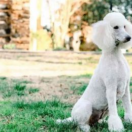 Goldendoodles and Poodles from Green Heart Poodles and Doodles