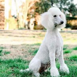 Goldendoodles and Poodles from Green Heart Poodles and Doodles