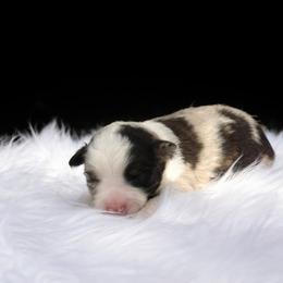 Clay - Red merle male Toy Australian Shepherd puppy in Louisville, Mississippi from Kristy’s Kennels