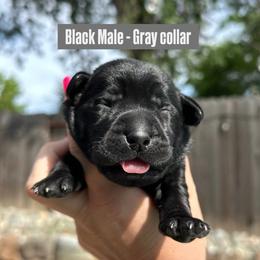 Gray Collar - Black male Labrador Retriever puppy in Galt, California from On My Side Kennels