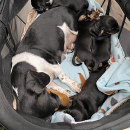 Summer - Black and tan female Dachshund puppy in Bryceville, Florida from Lucky Dog Dachshunds