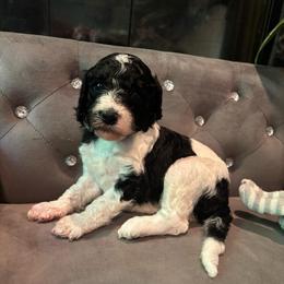 Champion - Parti female Poodle puppy in Elkin, North Carolina from Poodle and Doodle Haven