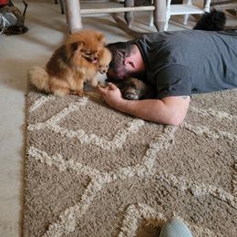 Pomeranian Puppies from Gypsy Poms