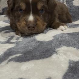 Steve - Red tri male Miniature Australian Shepherd puppy in Phillipsburg, New Jersey from Dusty Dogs Miniature Australian Shepherds