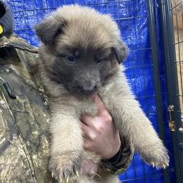 Green boy - Blue male German Shepherd puppy in Pelham, North Carolina from P & P Shepherds