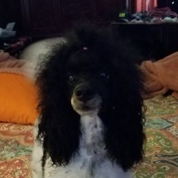 Stella - Poodle