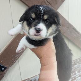 Boy 1 - Black and tan male Pembroke Welsh Corgi puppy in Edinburgh, Indiana from J Bar M Corgis