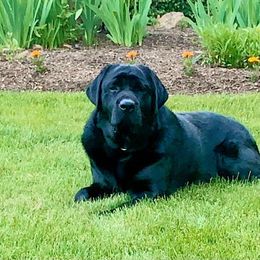 Labrador Retrievers from Caledonia Labradors