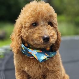 Walnut- Black Collar - Apricot male Goldendoodle puppy in Bonham, Texas from Happy Valley Puppies