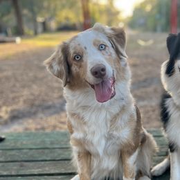 Peaches - Australian Shepherd