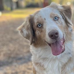 Peaches - Australian Shepherd