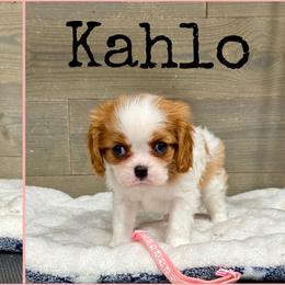Kahlo - Blenheim female Cavalier King Charles Spaniel puppy in De Pere, Wisconsin from Rose Garden Kennels