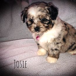 Aussiedoodle Puppies from Ohana Companions