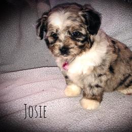 Aussiedoodle Puppies from Ohana Companions